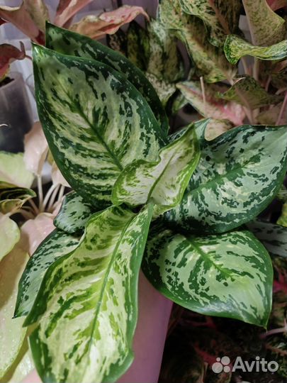 Аглаонемы Тайланд в ассортименте