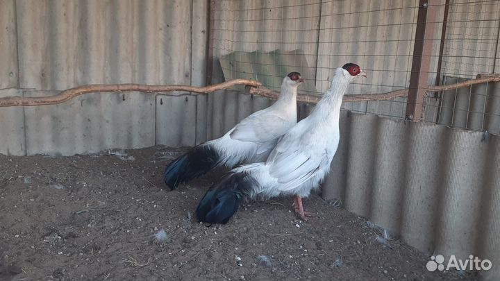 Ушастый фазан