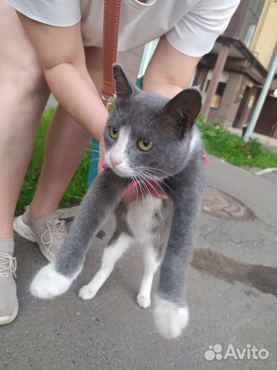 Русская голубая кот