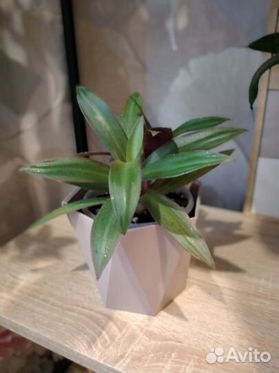 Комнатные растения: сансевиерия, эпипремнум и д.р