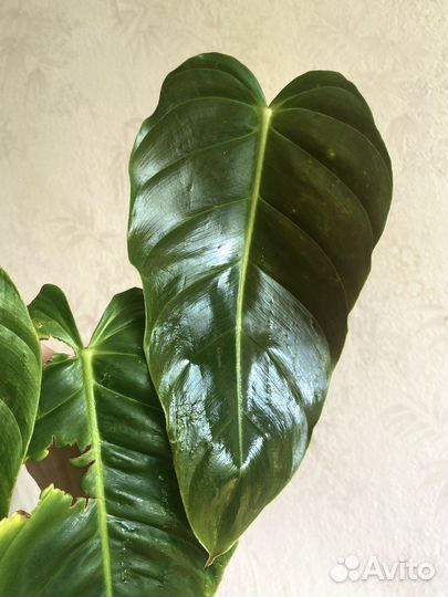 Редкий филодендрон эсмиралденси