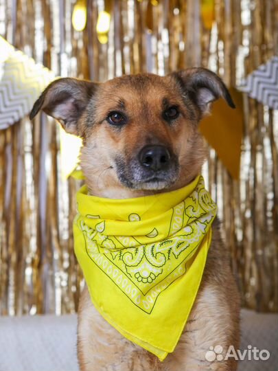 Лакки сдали в приют