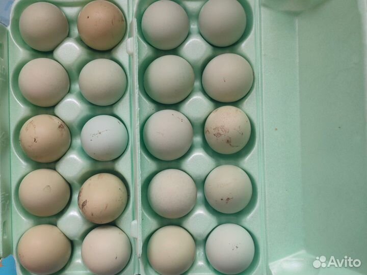 Яйцо инкубационное