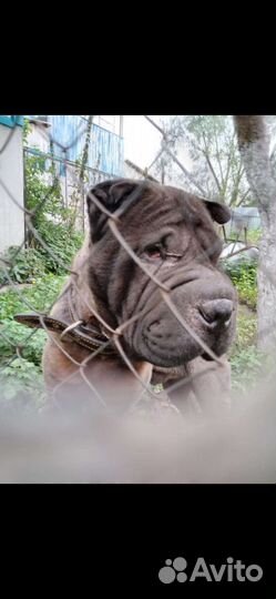 Шарпей бесплатно