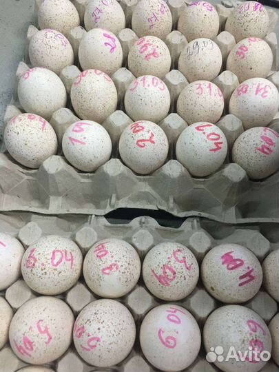 Инкубационное яйцо индейки