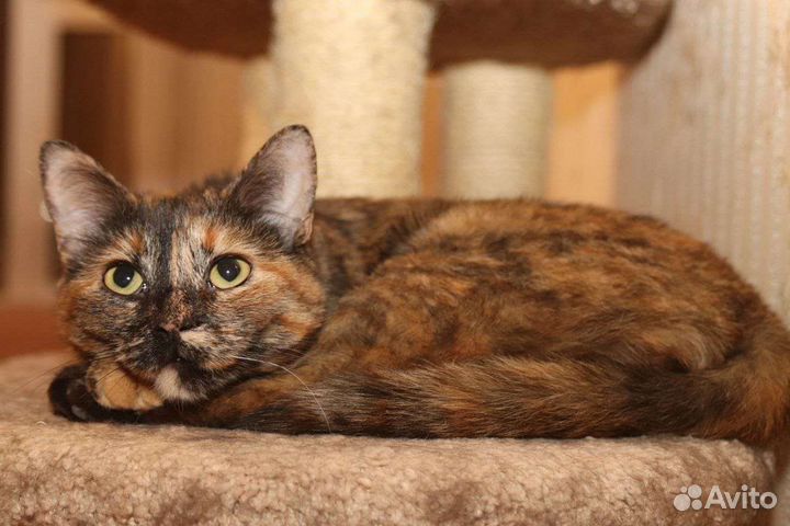 Дарси очень хочет свой дом