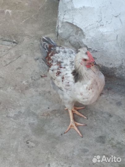 Молодые петушки