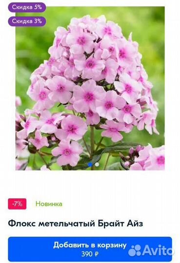 Флокс Брайт Айз