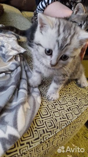 Кошка в добрые руки