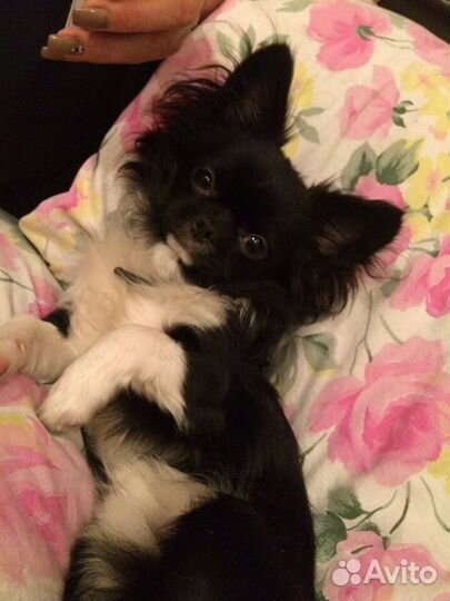 Чихуахуа,ищем девочку для вязки