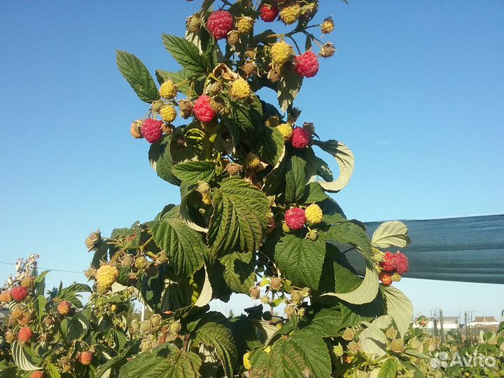 Малина ягода свежая