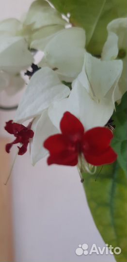 Комнатные красивоцветущие