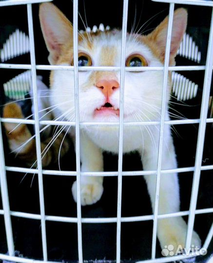 7-месячный Репей в поисках дома