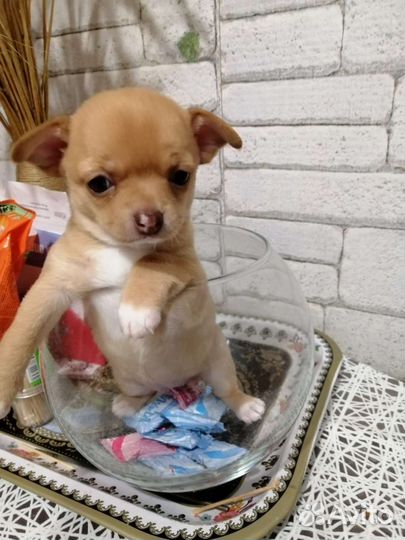 Щенки чихуахуа