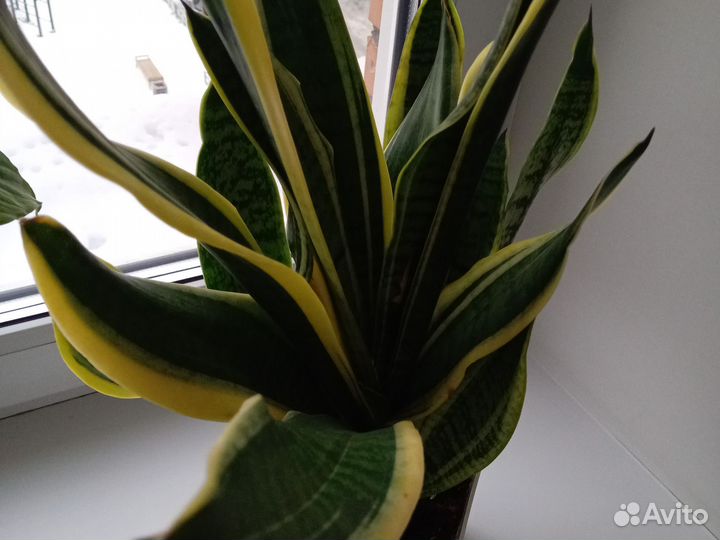 Сансевиерия щучий хвост