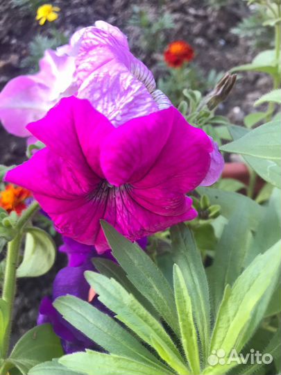 Продается рассда цветов и овощей