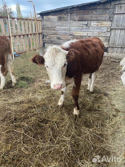 Телки казахская-белоголовая