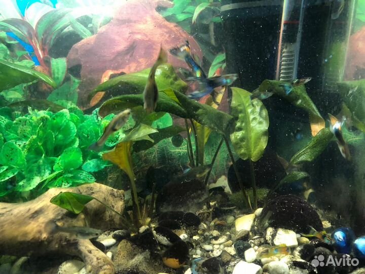 Аквариумные рыбы гуппи