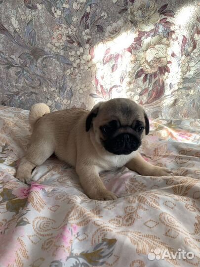 Щенки мопса