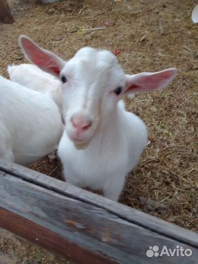 Козел зааненский