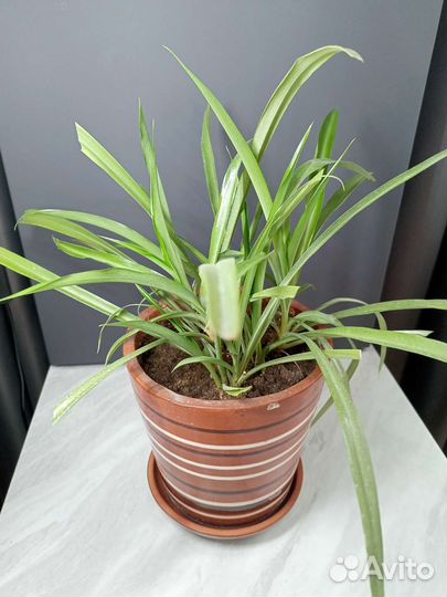 Хлорофитум