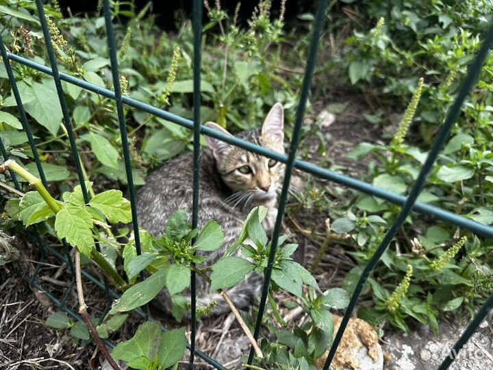 В добрые руки