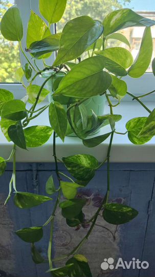 Сциндапсус