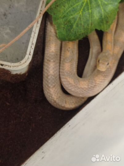 Маисовый полоз