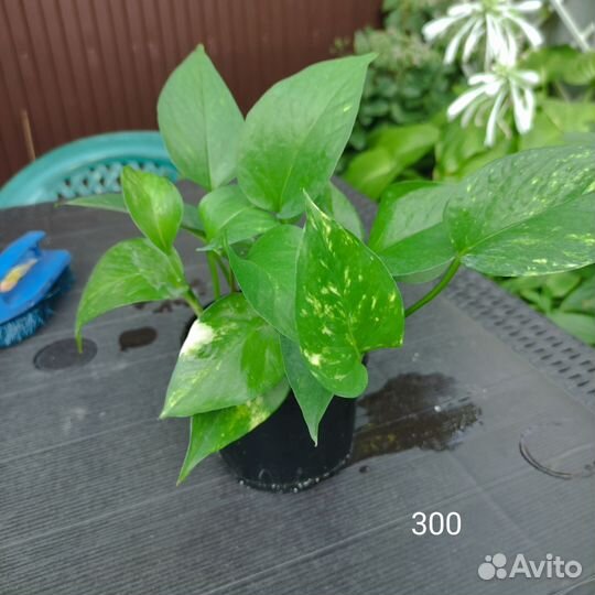 Аглоанема, фикус, плющ, очиток моргана, сциндарсус