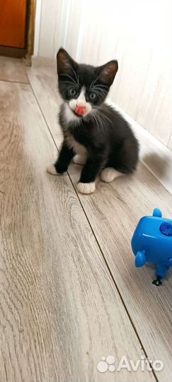 Котята мейн-кун(метис)