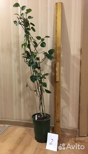 Бугенвиллия Mrs Butt Compactod