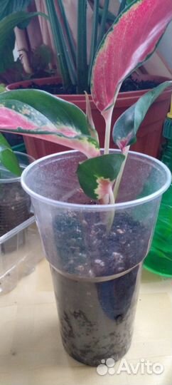 Сортовые аглаонемы