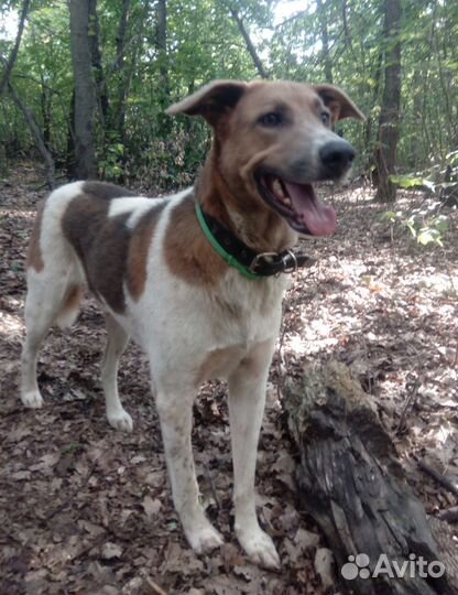 Пес Борис ищет своего хозяина