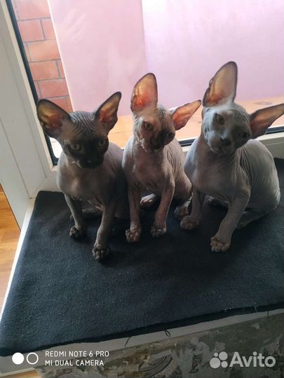 Канадский сфинкс