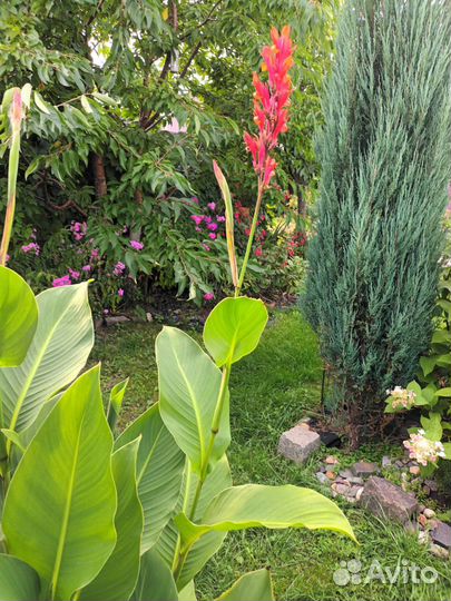 Клубни Канны