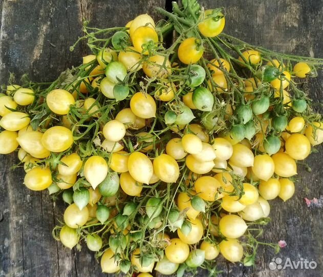 Томат Сумасшедшие вишни Барри