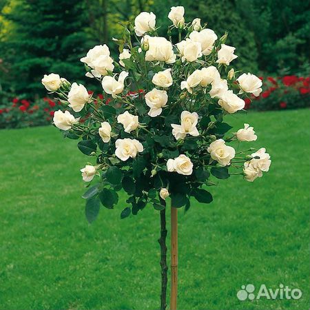 Розы на штамбе