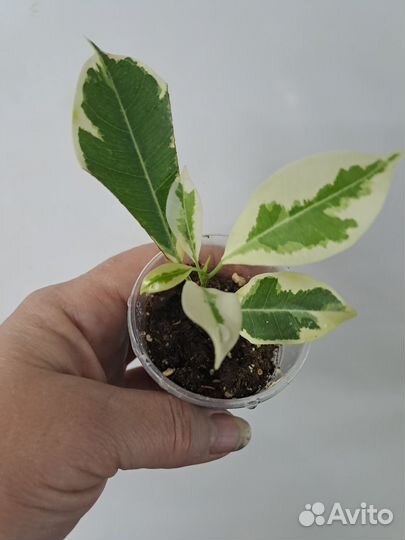 Продам фикусят