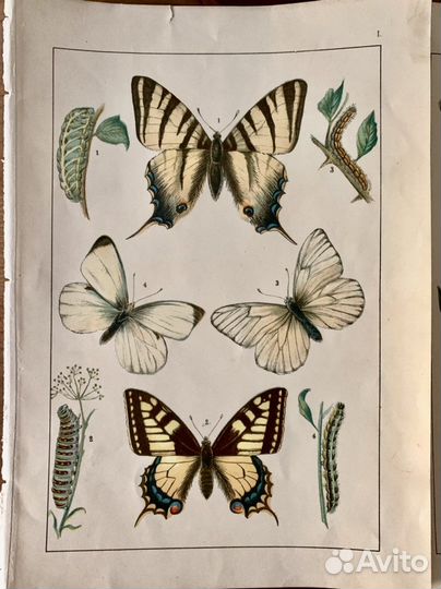 Гравюры Бабочки