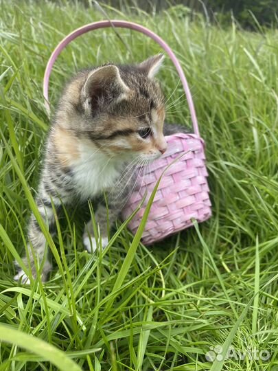 Котята ищут дом