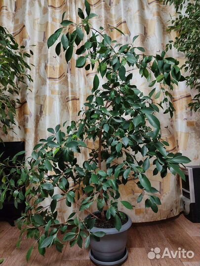 Фикус бенджамина большой