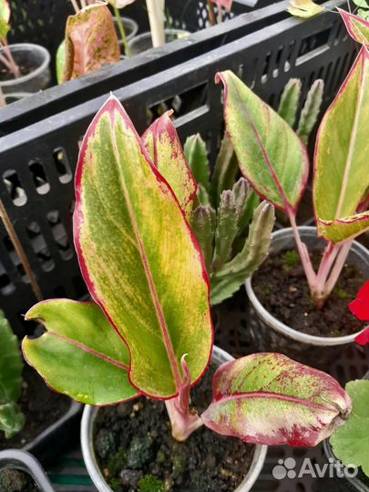 Аглаонема(OhhSome Red Aglaonema)