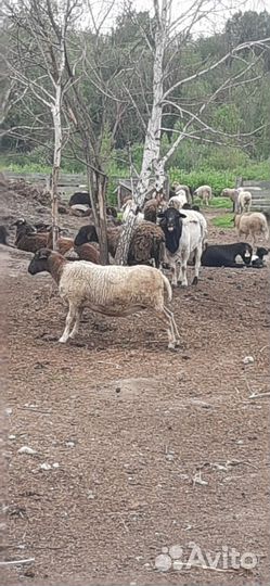 Овцы бараны
