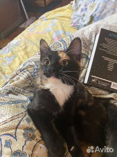 Отдам в добрые руки ласковую кошечку