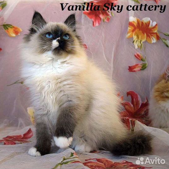 Голубоглазое очарование