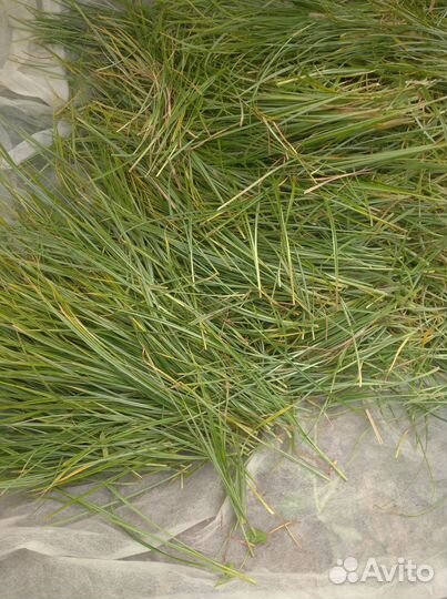 Земляной орех, миндаль Чуфа