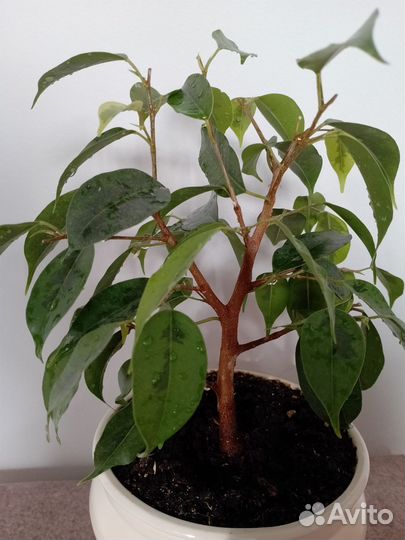 Фикус бенджамина пестролистный