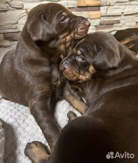 Щенки добермана