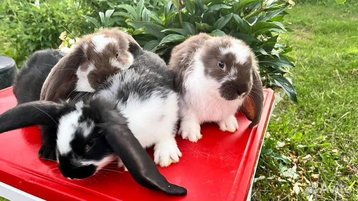 Кролики,крольчата
