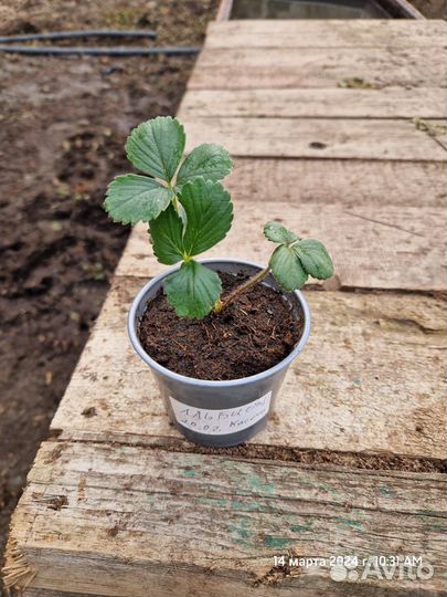 Рассада клубники Сенсация А+